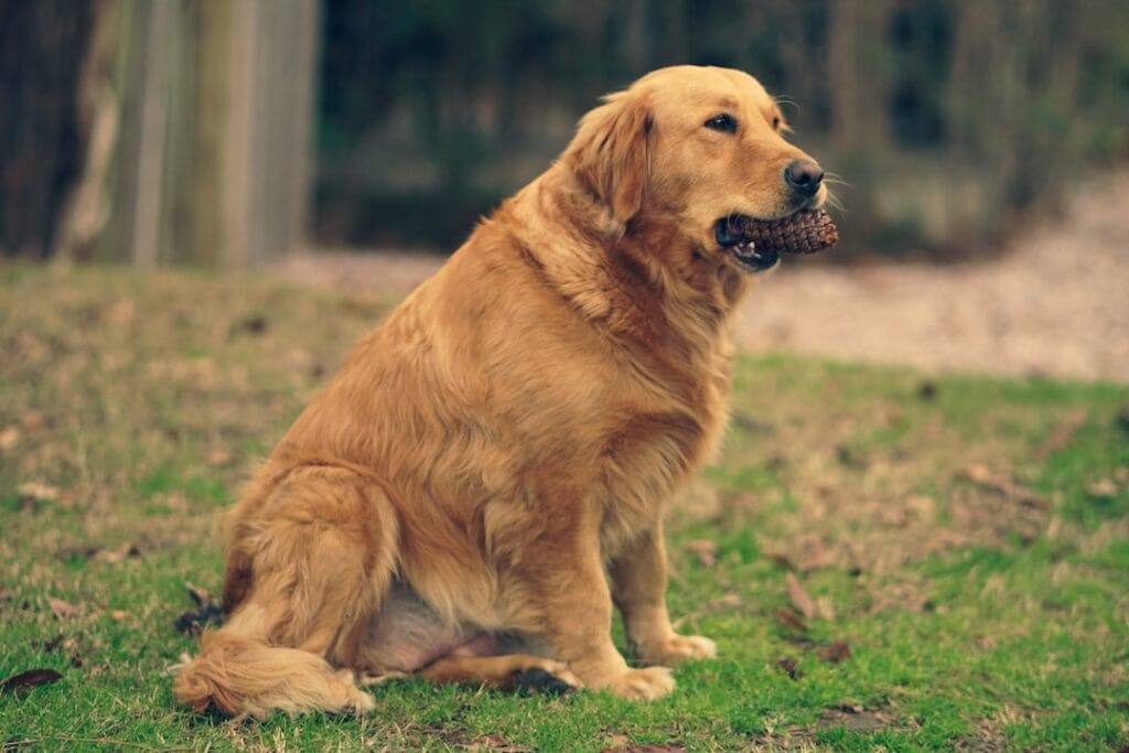 Displasia dell'anca nel Golden Retriever: prevenzione, integratori e supporti ortopedici consigliati