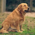 Displasia dell’anca nel Golden Retriever: prevenzione, integratori e supporti ortopedici consigliati