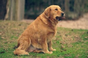 Displasia dell’anca nel Golden Retriever: prevenzione, integratori e supporti ortopedici consigliati