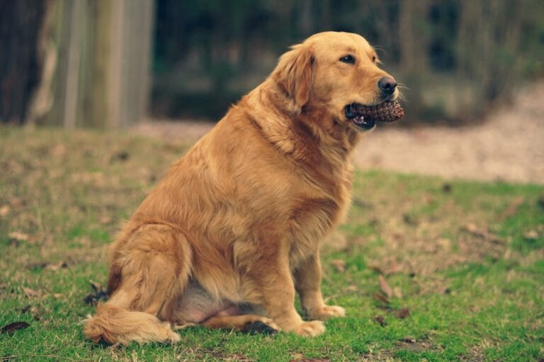 Displasia dell’anca nel Golden Retriever: prevenzione, integratori e supporti ortopedici consigliati