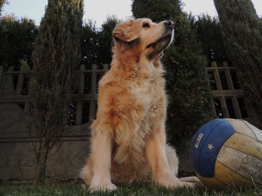 Giochi di attivazione mentale per Golden Retriever: come stimolare l'intelligenza del tuo cane ed evitare la noia