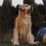 Giochi di attivazione mentale per Golden Retriever: come stimolare l’intelligenza del tuo cane ed evitare la noia