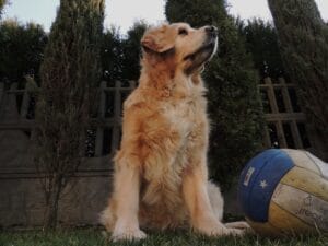 Giochi di attivazione mentale per Golden Retriever: come stimolare l’intelligenza del tuo cane ed evitare la noia