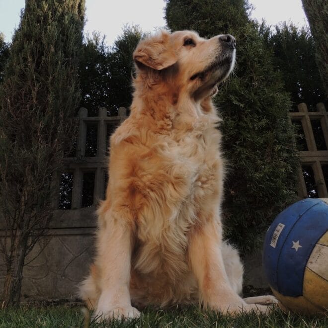 Giochi di attivazione mentale per Golden Retriever: come stimolare l’intelligenza del tuo cane ed evitare la noia