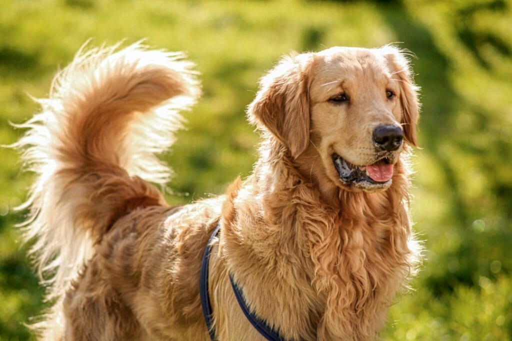 Sottopelo del Golden Retriever: guida completa alla toelettatura stagionale fai da te