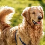 Sottopelo del Golden Retriever: guida completa alla toelettatura stagionale fai da te