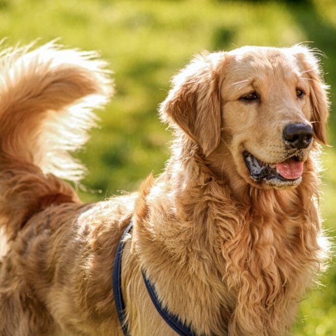 Sottopelo del Golden Retriever: guida completa alla toelettatura stagionale fai da te
