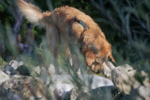 Alimentazione del Golden Retriever anziano: come adattare la dieta dopo i 7 anni per mantenerlo in salute