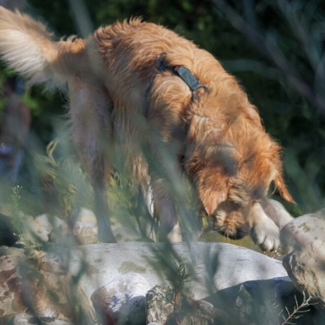 Alimentazione del Golden Retriever anziano: come adattare la dieta dopo i 7 anni per mantenerlo in salute