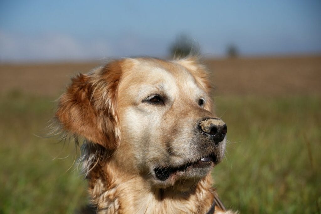 Attività alternative all'agility per Golden Retriever energici: nose work, dog dance, treibball