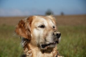 Attività alternative all’agility per Golden Retriever energici: nose work, dog dance, treibball