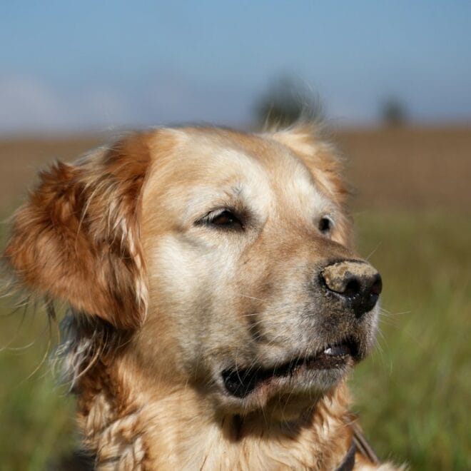 Attività alternative all’agility per Golden Retriever energici: nose work, dog dance, treibball