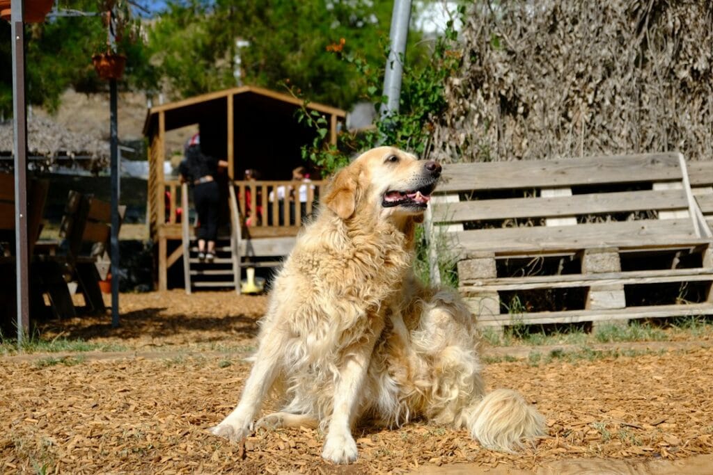 Golden Retriever che abbaia troppo: le cause principali e come intervenire