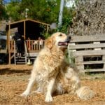 Golden Retriever che abbaia troppo: le cause principali e come intervenire