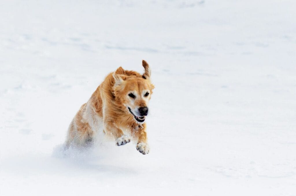 Golden Retriever e freddo invernale: cappottini, protezione zampe e attività al chiuso