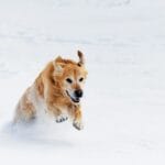 Golden Retriever e freddo invernale: cappottini, protezione zampe e attività al chiuso
