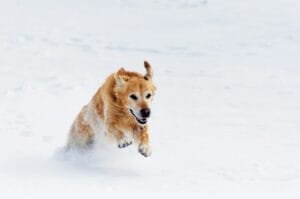 Golden Retriever e freddo invernale: cappottini, protezione zampe e attività al chiuso