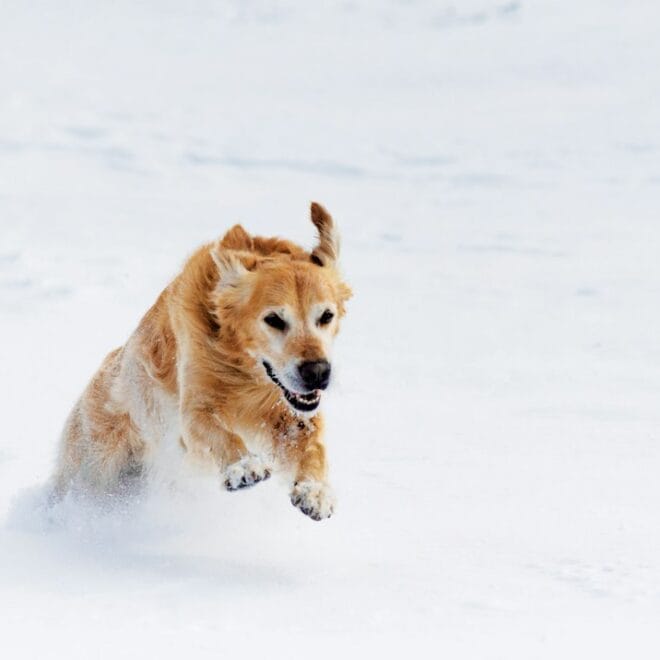 Golden Retriever e freddo invernale: cappottini, protezione zampe e attività al chiuso