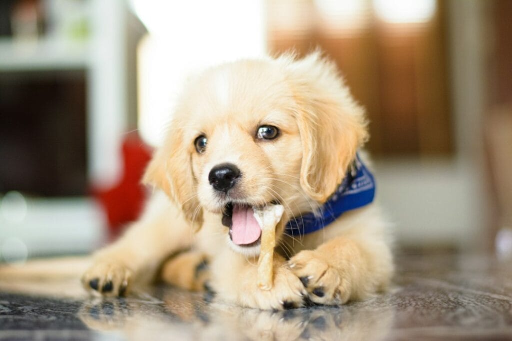 Come Educare un Golden Retriever a Non Mordicchiare