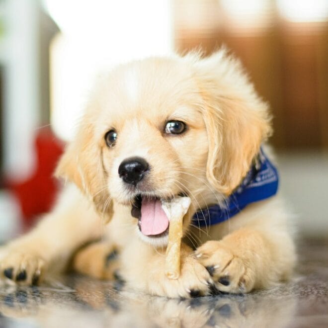 Come Educare un Golden Retriever a Non Mordicchiare