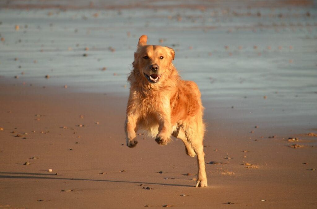 Come evitare che il tuo golden retriever salti addosso alle persone