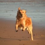 Come evitare che il tuo golden retriever salti addosso alle persone