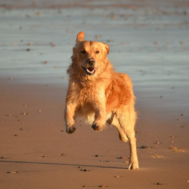 Come evitare che il tuo golden retriever salti addosso alle persone