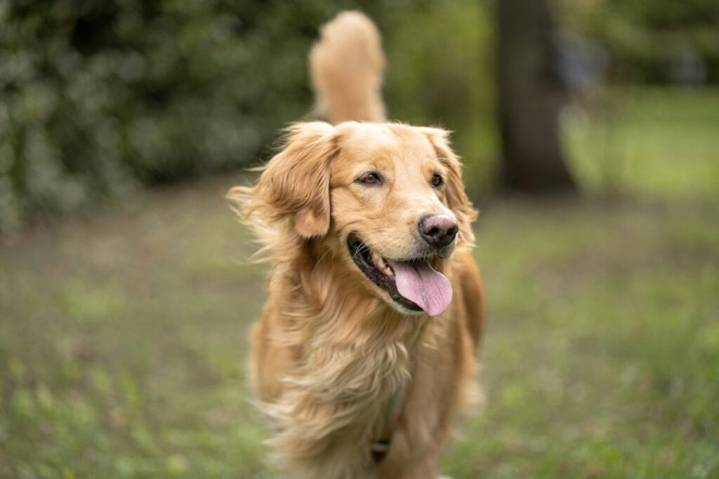 Come gestire un golden retriever iperattivo