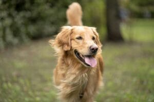 Come gestire un golden retriever iperattivo