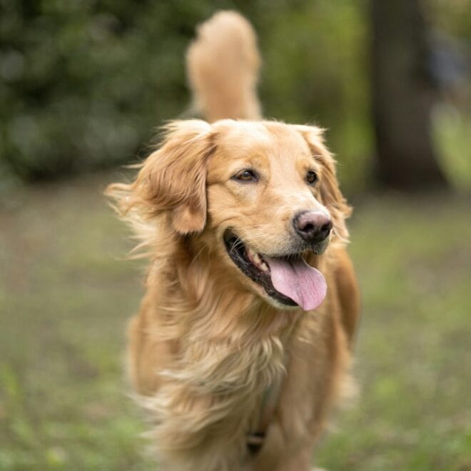 Come gestire un golden retriever iperattivo