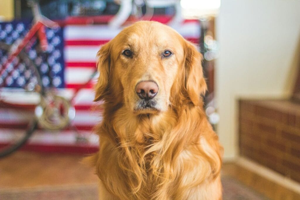 Come Prevenire l'Ansia da Separazione nei Cani
