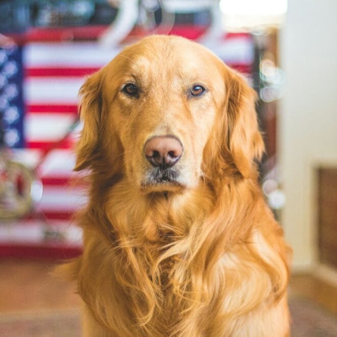 Come Prevenire l’Ansia da Separazione nei Cani