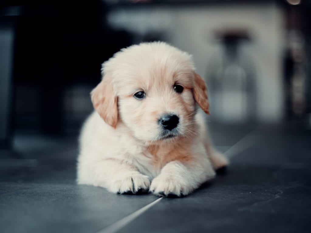 Quanto costa davvero un Golden Retriever: budget annuale tra cibo, veterinario e accessori