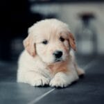 Quanto costa davvero un Golden Retriever: budget annuale tra cibo, veterinario e accessori