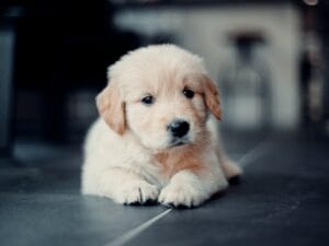 Quanto costa davvero un Golden Retriever: budget annuale tra cibo, veterinario e accessori