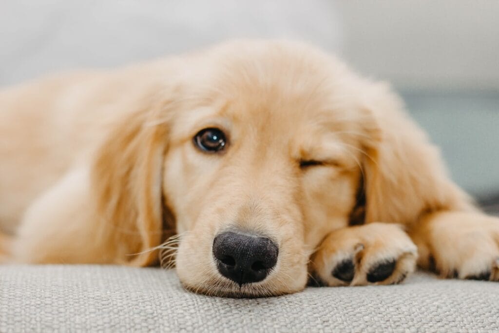 Dermatite e allergie cutanee nel Golden Retriever: come riconoscerle e gestirle