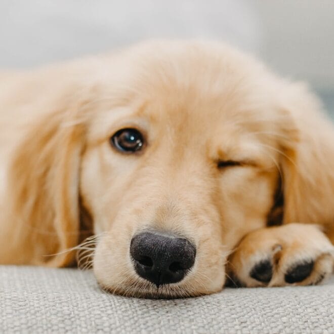 Dermatite e allergie cutanee nel Golden Retriever: come riconoscerle e gestirle