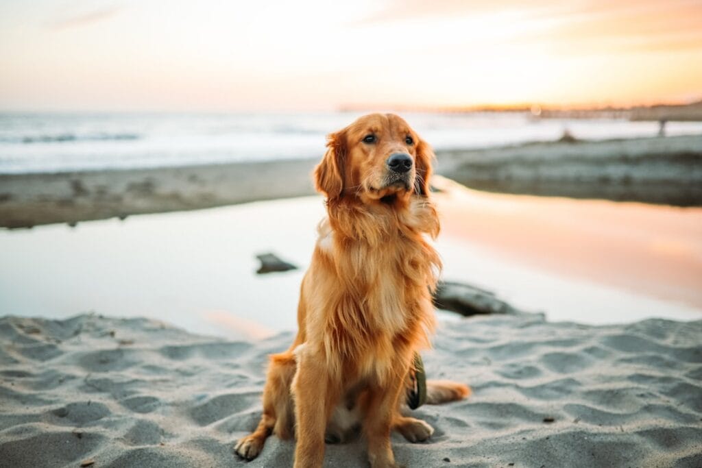 Golden Retriever in sovrappeso: come impostare una dieta dimagrante equilibrata