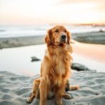 Golden Retriever in sovrappeso: come impostare una dieta dimagrante equilibrata
