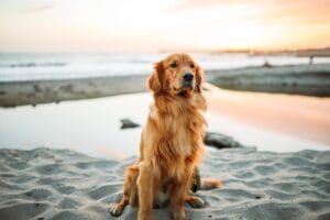 Golden Retriever in sovrappeso: come impostare una dieta dimagrante equilibrata