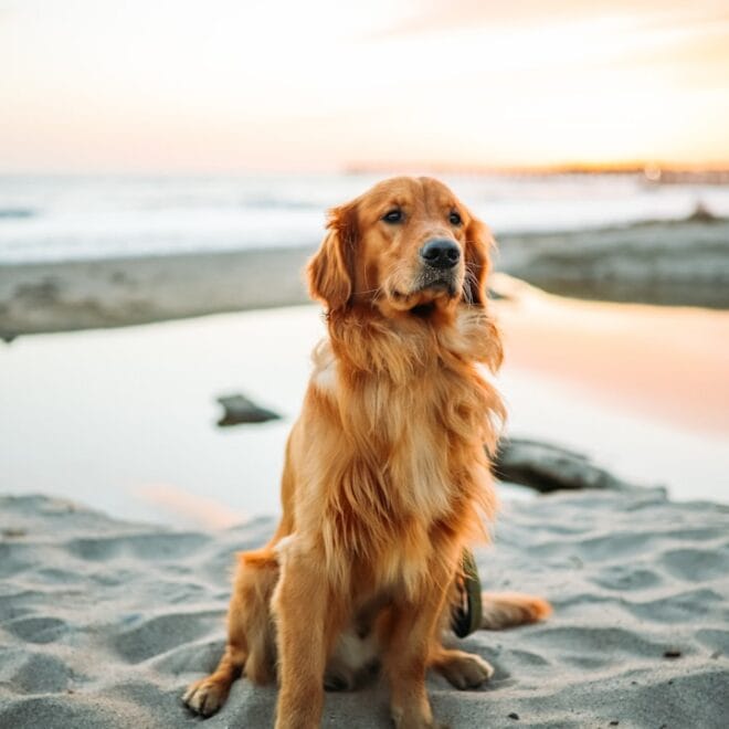 Golden Retriever in sovrappeso: come impostare una dieta dimagrante equilibrata