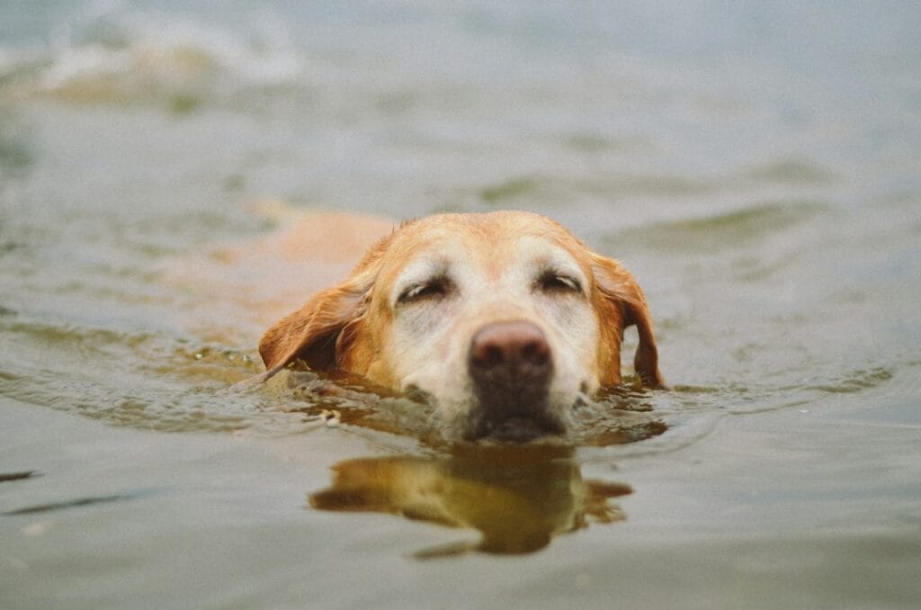Golden Retriever e acqua: come prepararlo al nuoto in sicurezza con l'attrezzatura giusta
