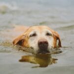 Golden Retriever e acqua: come prepararlo al nuoto in sicurezza con l’attrezzatura giusta
