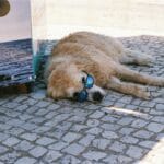 Come rinfrescare il Golden Retriever in estate: accessori, alimentazione e routine anti-caldo