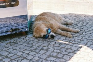 Come rinfrescare il Golden Retriever in estate: accessori, alimentazione e routine anti-caldo