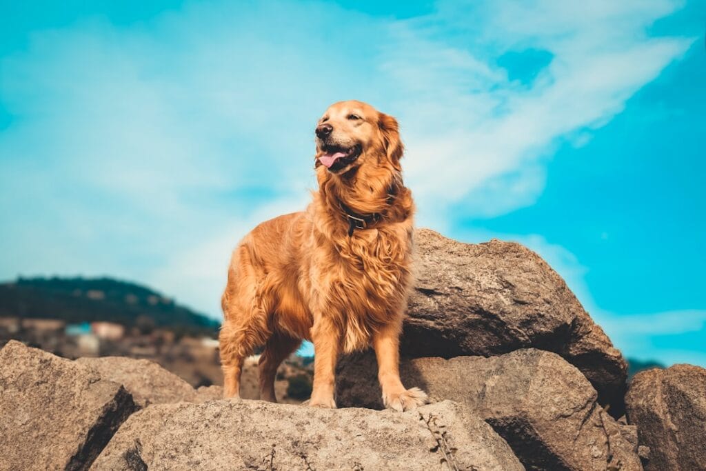 Golden Retriever che perde troppo pelo: cause stagionali e rimedi efficaci