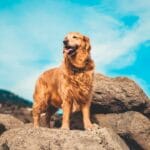 Golden Retriever che perde troppo pelo: cause stagionali e rimedi efficaci