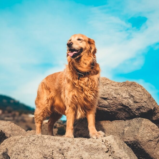 Golden Retriever che perde troppo pelo: cause stagionali e rimedi efficaci