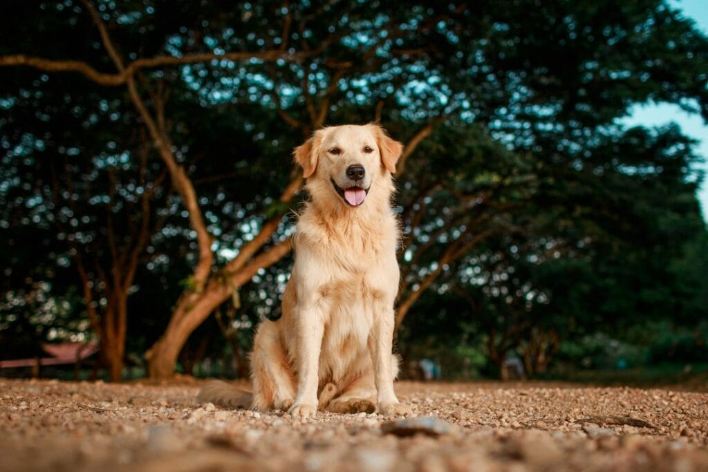 I Comandi Base per un Golden Retriever Obbediente