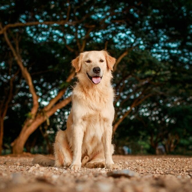 I Comandi Base per un Golden Retriever Obbediente